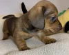 Dachshund (Miniature Smooth Haired)
