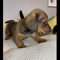 Dachshund (Miniature Smooth Haired)