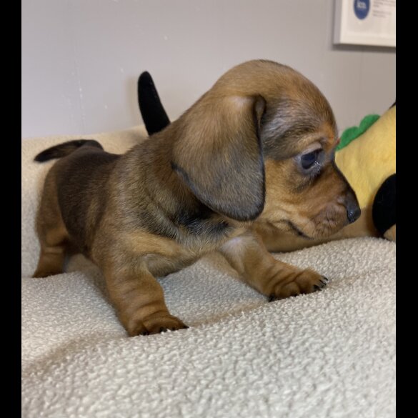 Dachshund (Miniature Smooth Haired)