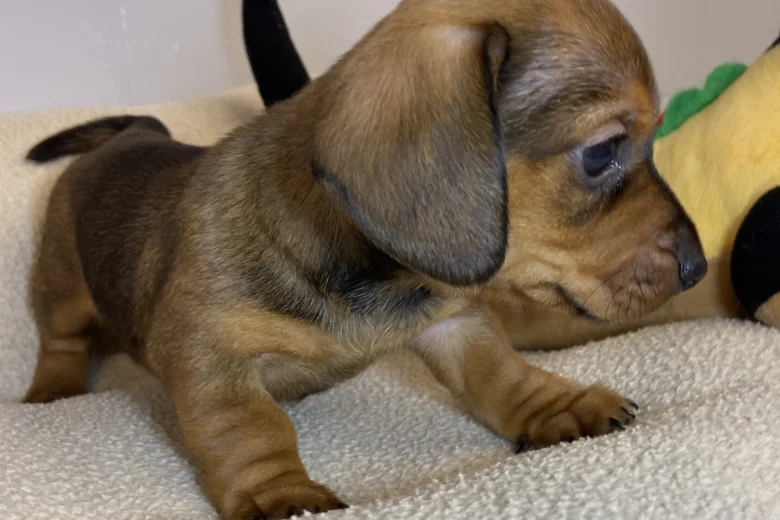 Dachshund (Miniature Smooth Haired)