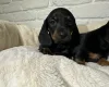 Dachshund (Miniature Smooth Haired)