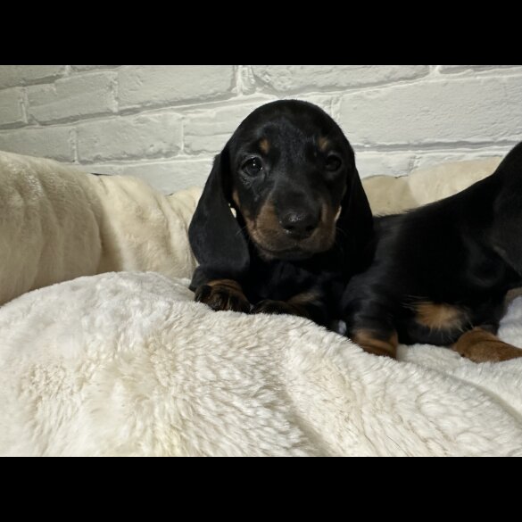 Dachshund (Miniature Smooth Haired)