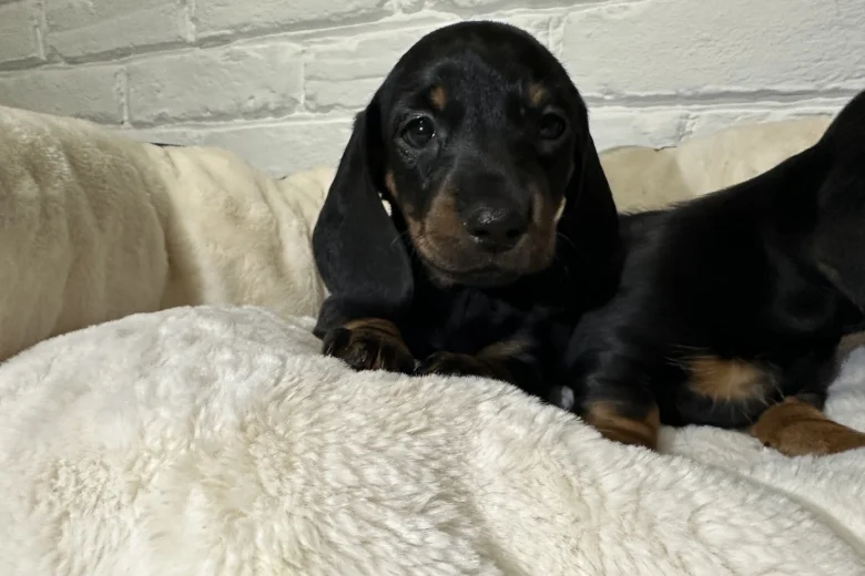Dachshund (Miniature Smooth Haired)