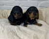 Dachshund (Miniature Smooth Haired)