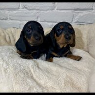 Dachshund (Miniature Smooth Haired)