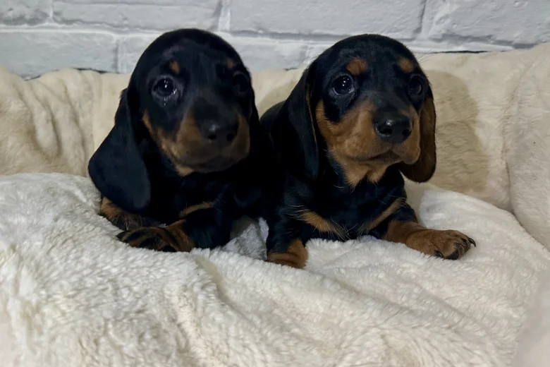 Dachshund (Miniature Smooth Haired)