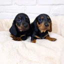 Dachshund (Miniature Smooth Haired)