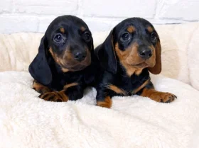Dachshund (Miniature Smooth Haired)