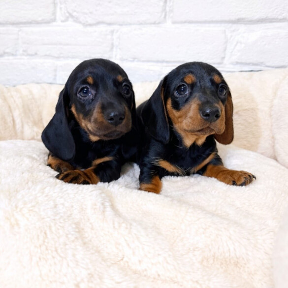 Dachshund (Miniature Smooth Haired)