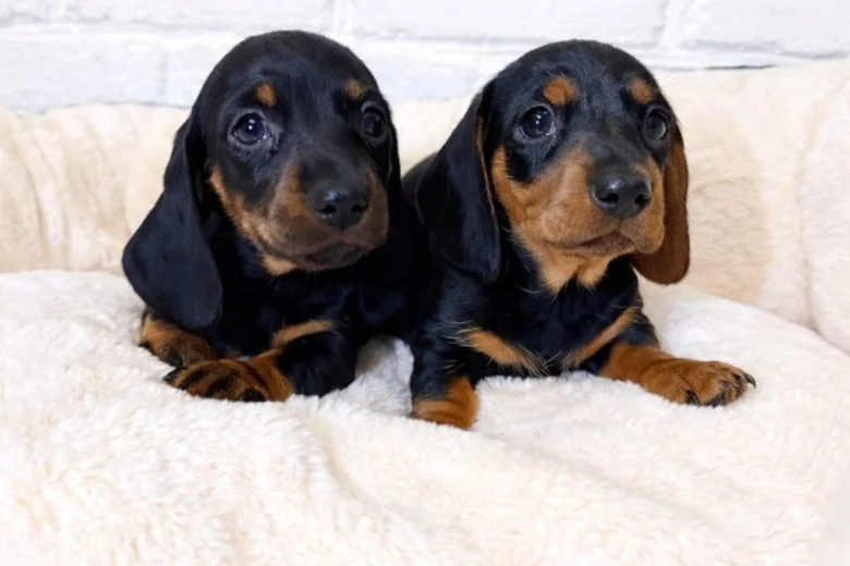 Dachshund (Miniature Smooth Haired)