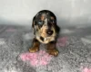 Dachshund (Miniature Smooth Haired)