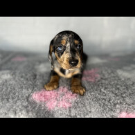 Dachshund (Miniature Smooth Haired)