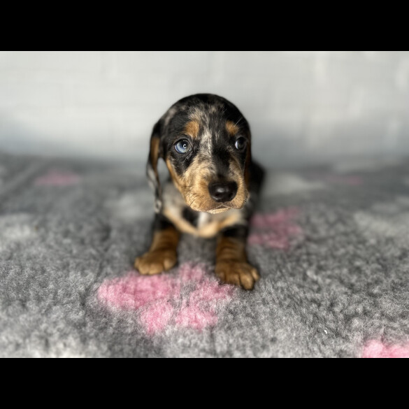 Dachshund (Miniature Smooth Haired)