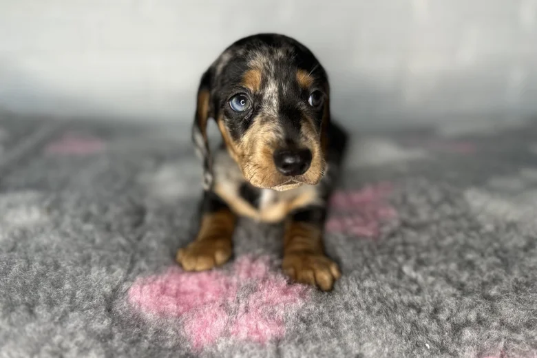 Dachshund (Miniature Smooth Haired)