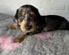 Dachshund (Miniature Smooth Haired)