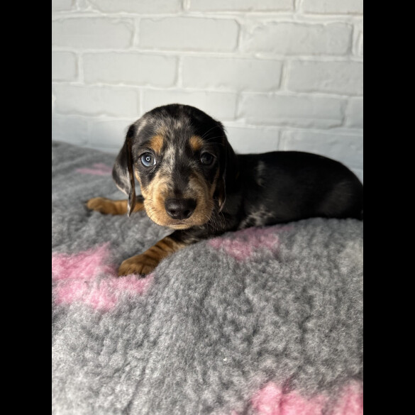 Dachshund (Miniature Smooth Haired)