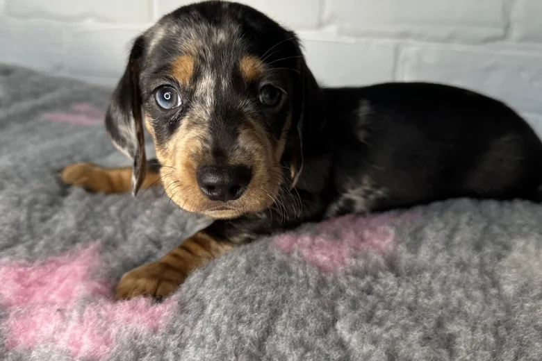 Dachshund (Miniature Smooth Haired)