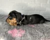 Dachshund (Miniature Smooth Haired)