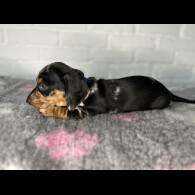 Dachshund (Miniature Smooth Haired)