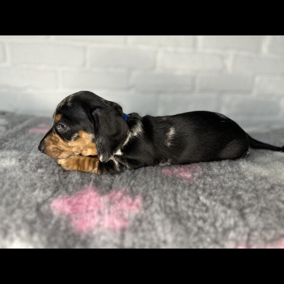 Dachshund (Miniature Smooth Haired)