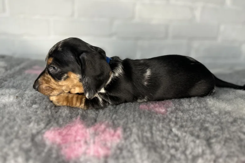 Dachshund (Miniature Smooth Haired)