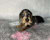 Dachshund (Miniature Smooth Haired)