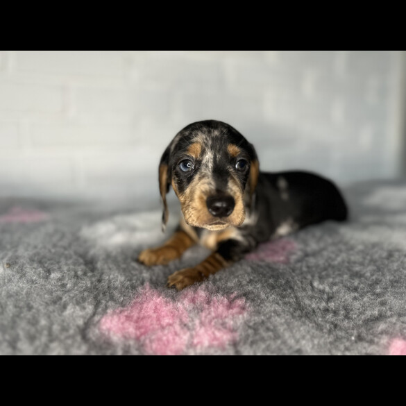 Dachshund (Miniature Smooth Haired)