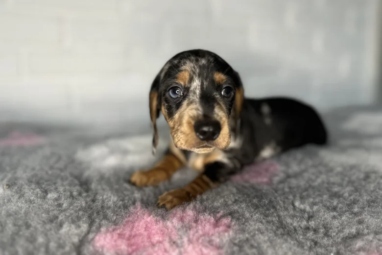Dachshund (Miniature Smooth Haired)