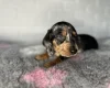 Dachshund (Miniature Smooth Haired)