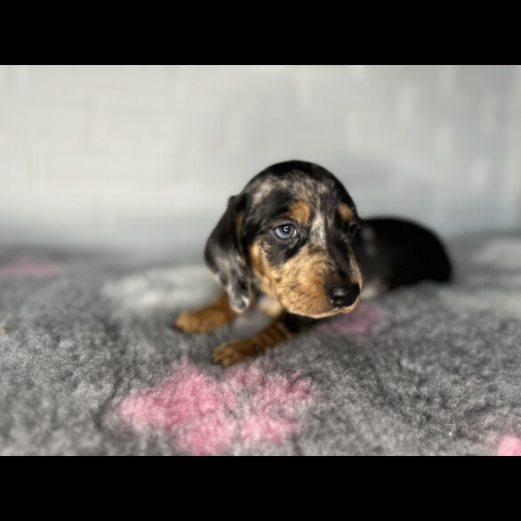 Dachshund (Miniature Smooth Haired)