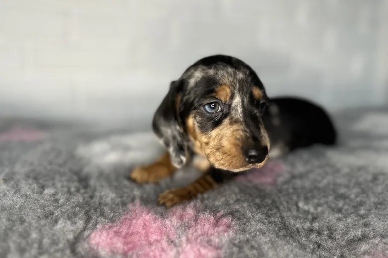 Dachshund (Miniature Smooth Haired)