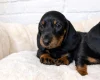Dachshund (Miniature Smooth Haired)