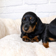 Dachshund (Miniature Smooth Haired)