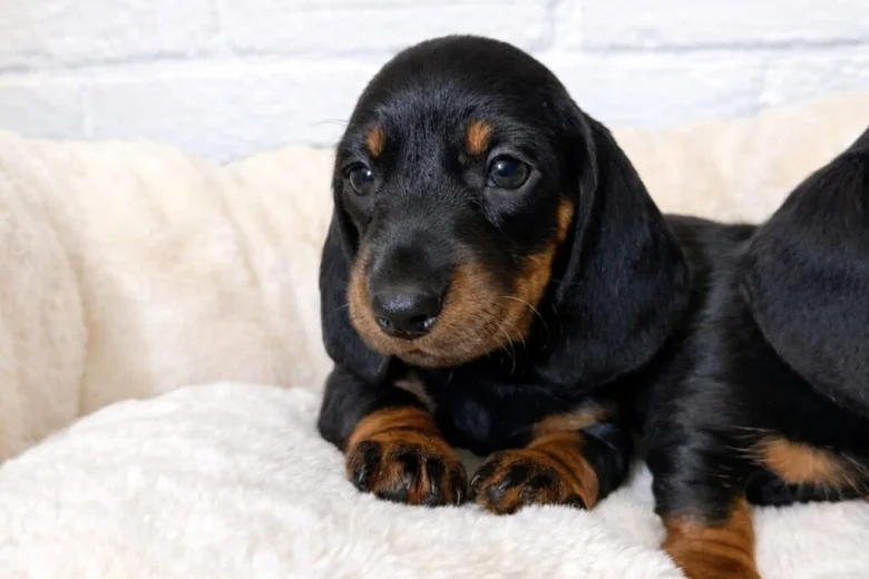 Dachshund (Miniature Smooth Haired)