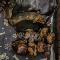 Dachshund (Miniature Smooth Haired)