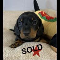 Dachshund (Miniature Smooth Haired)