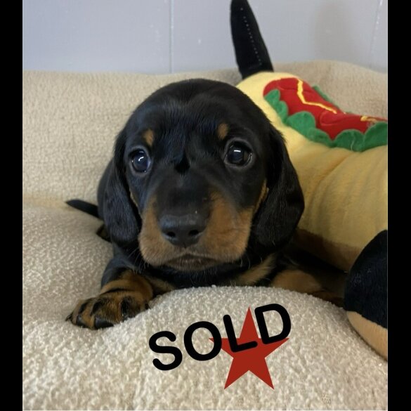 Dachshund (Miniature Smooth Haired)