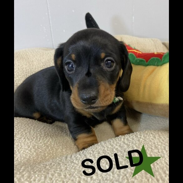 Dachshund (Miniature Smooth Haired)