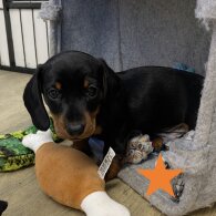 Dachshund (Miniature Smooth Haired)