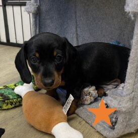 Dachshund (Miniature Smooth Haired)