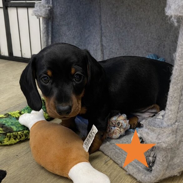 Dachshund (Miniature Smooth Haired)