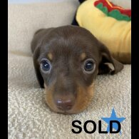 Dachshund (Miniature Smooth Haired)