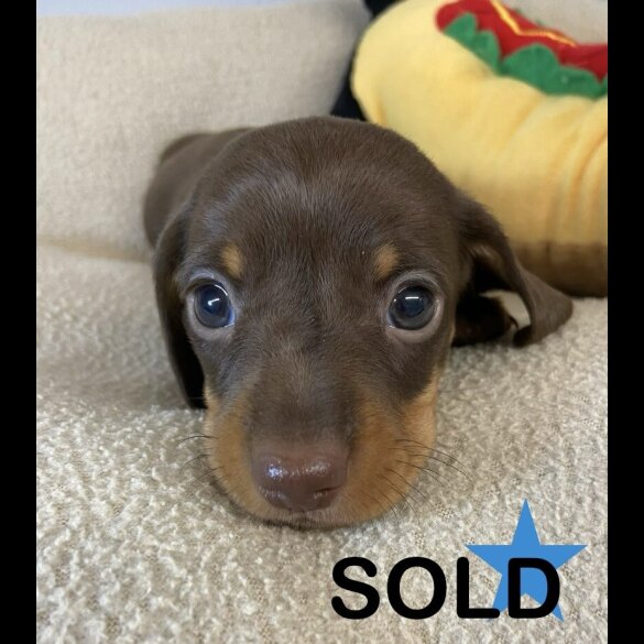 Dachshund (Miniature Smooth Haired)