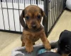 Dachshund (Miniature Smooth Haired)