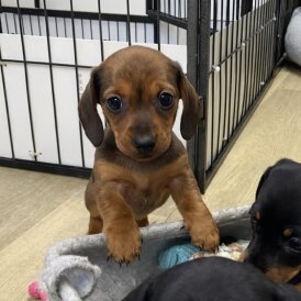 Dachshund (Miniature Smooth Haired)