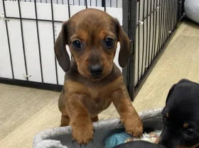 Dachshund (Miniature Smooth Haired)