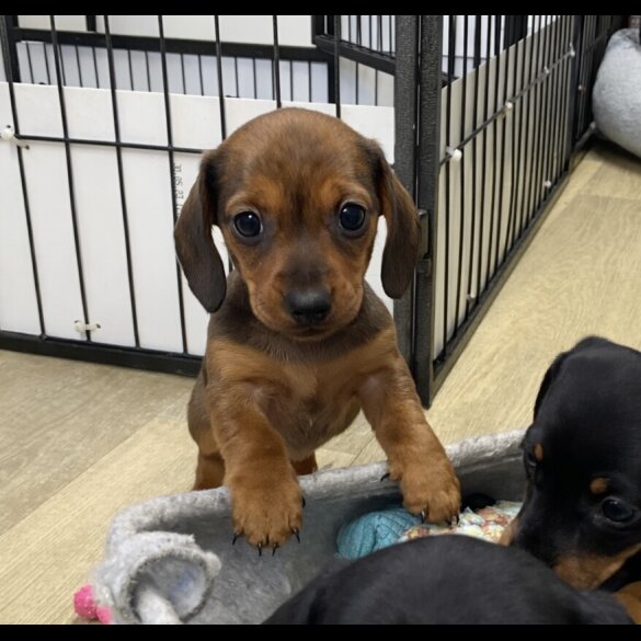 Dachshund (Miniature Smooth Haired)