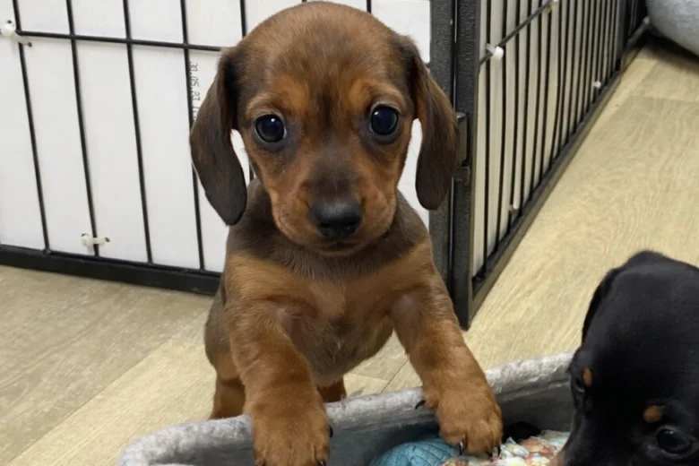 Dachshund (Miniature Smooth Haired)