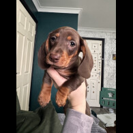 Dachshund (Miniature Smooth Haired)