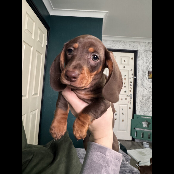 Dachshund (Miniature Smooth Haired)